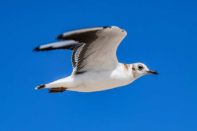 Seagull Bird Sea Flight Nature  - oksana_kotsur / Pixabay