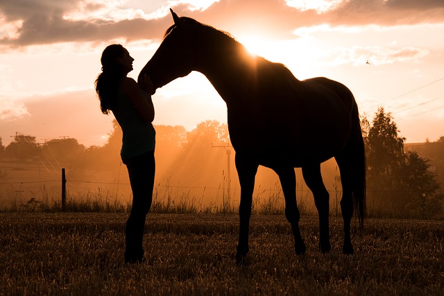 Horse Human Animal Woman  - RebeccasPictures / Pixabay