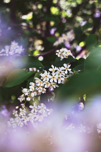 Bird Cherry Flowers Plant  - DashaKudryavtseva / Pixabay