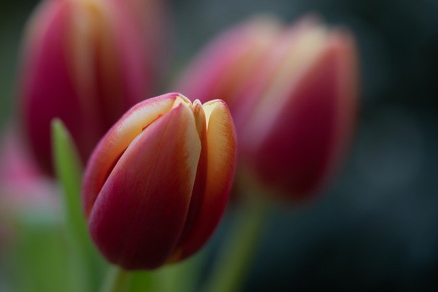 Tulips Flowers Garden Red Tulips  - Mammiya / Pixabay