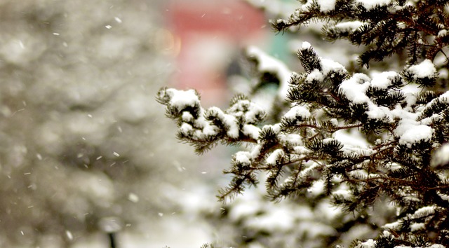 Snow Winter White Tree Spruce  - Erdenebayar / Pixabay
